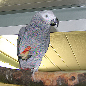 Twee Afrikaanse grijze papegaaien