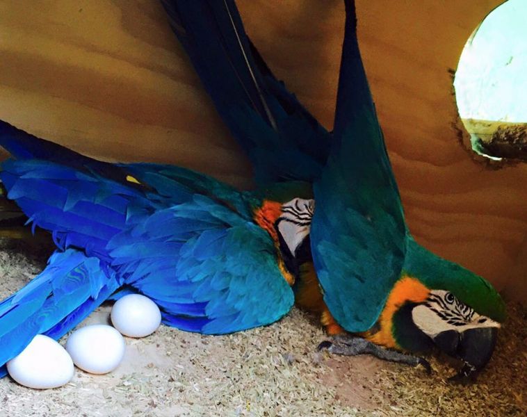 Vruchtbare papegaai eieren en papegaai baby's te koop