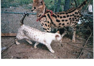 Himalaya, Perzische en Savannah F1 tot F5 kittens van verschillende leeftijden.