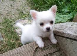 Chihuahua Puppies Te Koop