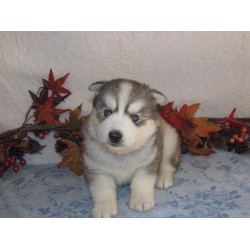 Siberische Husky Puppies te koop