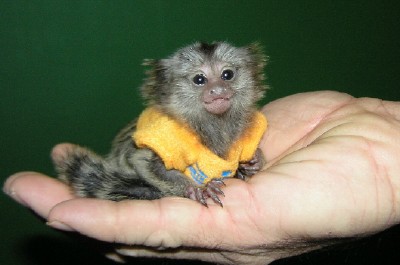 Baby marmoset apen voor adoptie