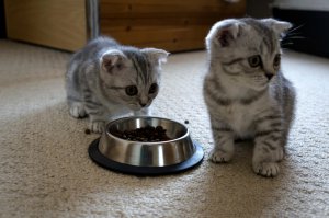 12 weken oud scottish fold kittens