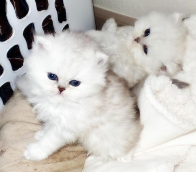 Twee Mooie Tortie perzische kittens beschikbaar 